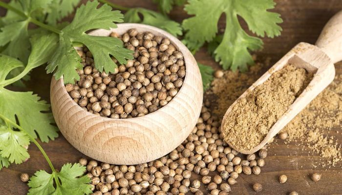History of Coriander Seeds