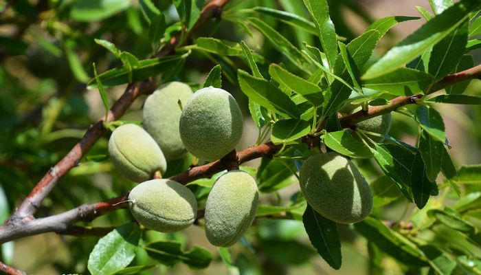 Lifespan of Almonds