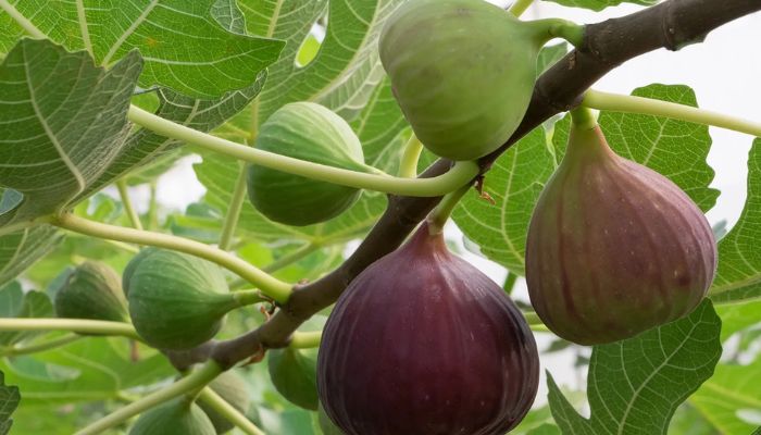 Lifespan of Figs
