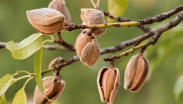 Types of Almonds