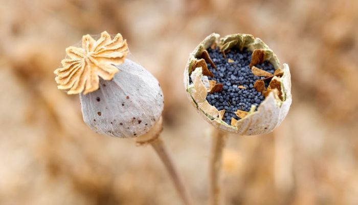 What is Poppy Seeds